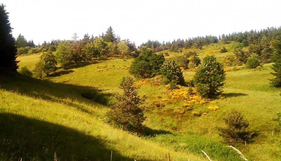 le paysage du plateau